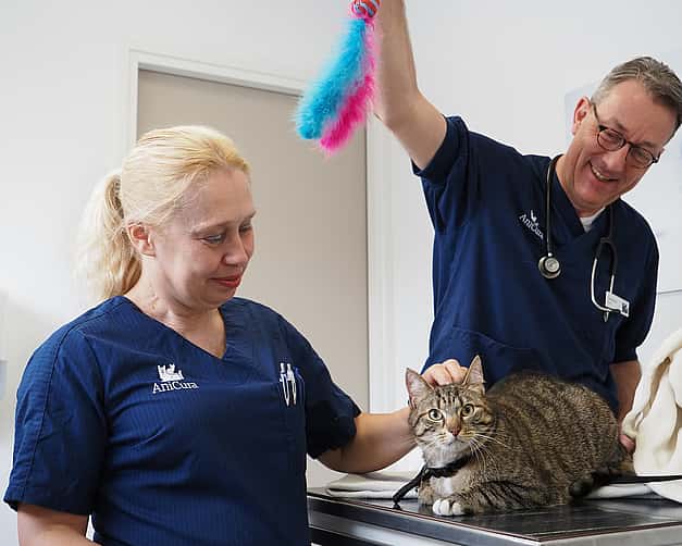 Katvriendelijk bezoek aan de dierenarts catfriendly kliniek