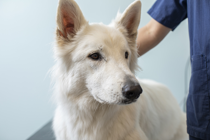 White shepherd dog at the clinic