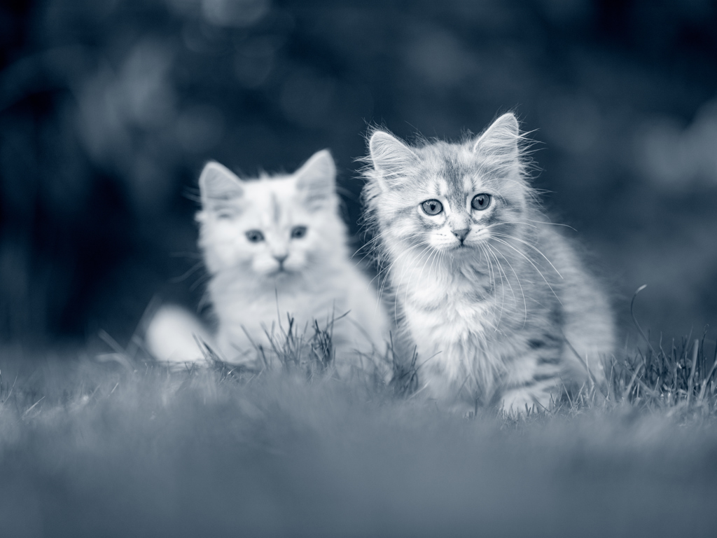 Kitten dierenarts barendrecht