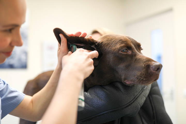 Dierenarts onderzoekt oor van hond