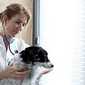 Foto van Maartje Passon-Vastenburg, Dierenarts-specialist