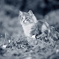 Een kat die in het gras zit.