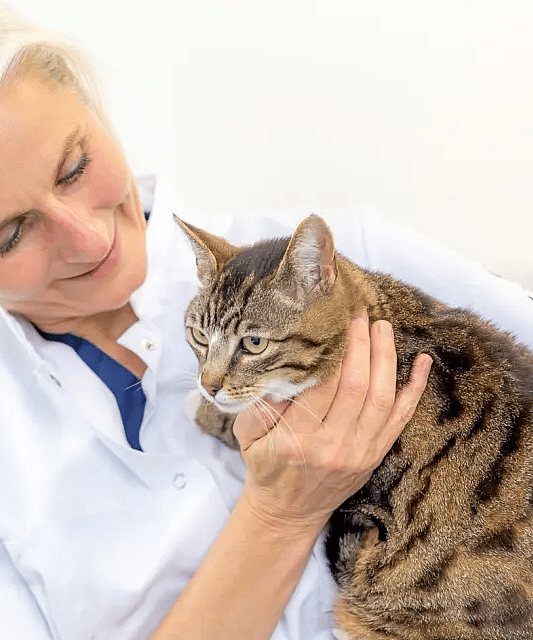 Een persoon die een kat vasthoudt.