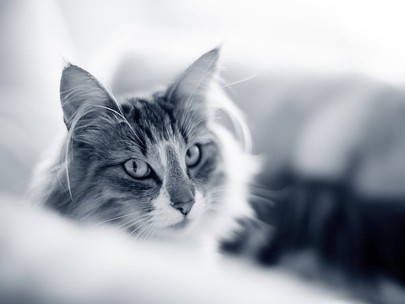 Een kat die de camera bekijkt.