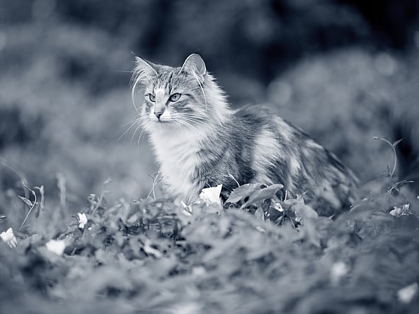 Een kat die in het gras zit.