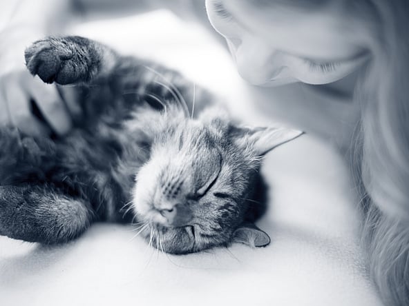 Een persoon die een kat aait.