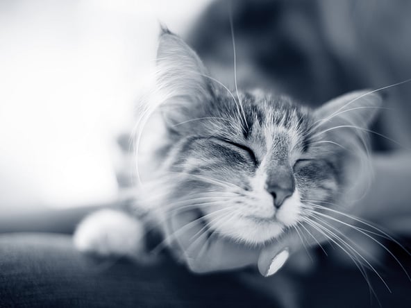 Een kat met gesloten ogen.