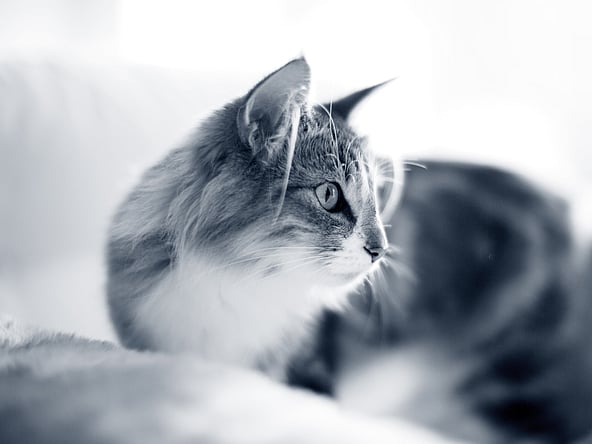 Een kat liggend op een deken.