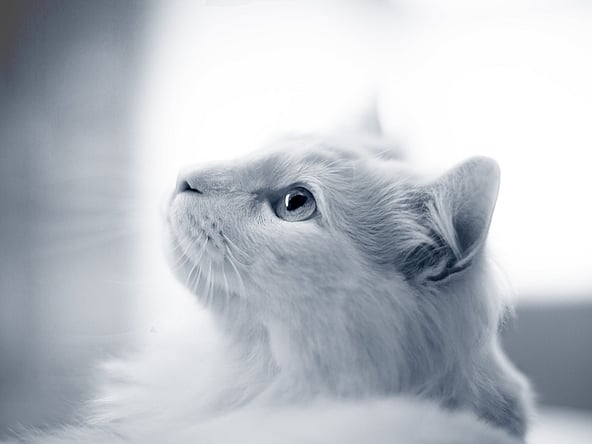 Een witte kat die omhoog kijkt.