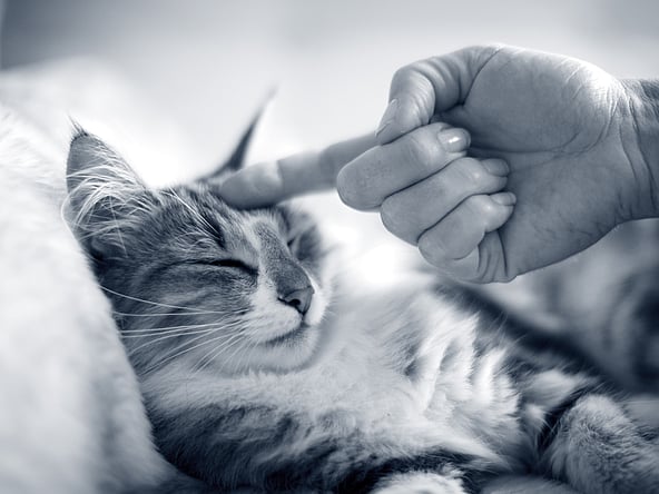 Een hand die een kat aanraakt.