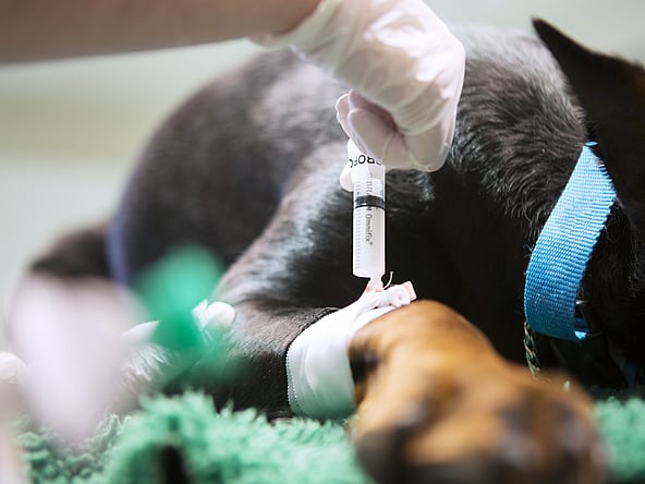 Een hond die een injectie krijgt.