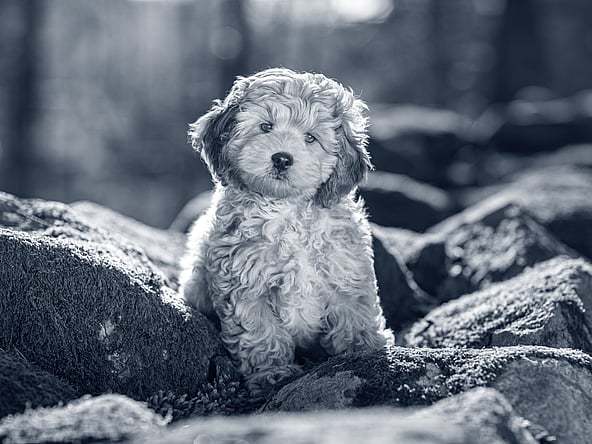 Een hond die op rotsen zit.