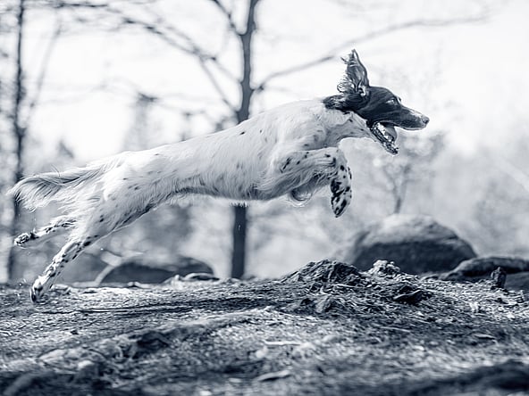 Een hond die in de lucht springt.