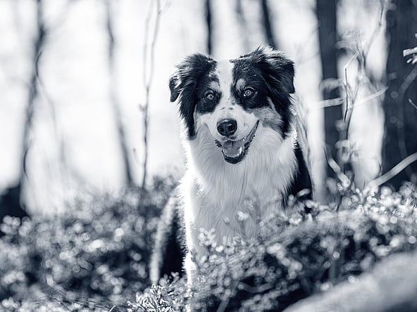 Een hond in het bos.