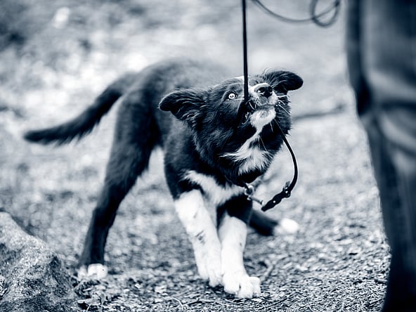 Een hond aan de lijn.