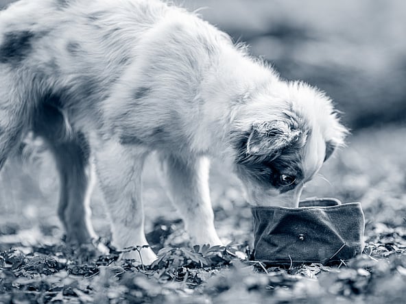 Een hond die aan een klein voorwerp snuift.