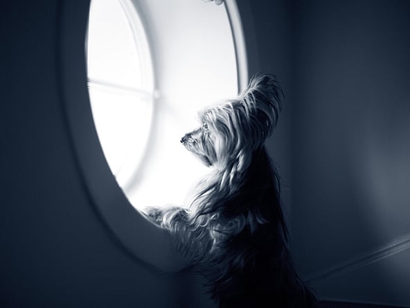 Een hond die uit een raam kijkt.
