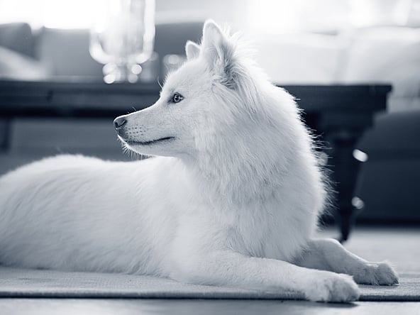 Een witte hond die op de vloer ligt.