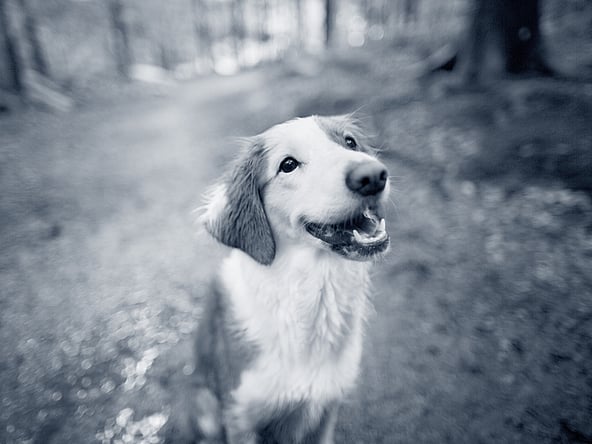 Een hond die omhoog naar de camera kijkt.