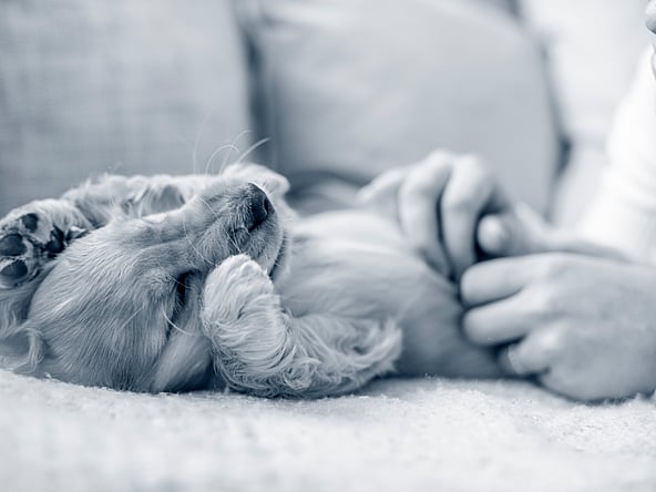 Een hond die op een bank ligt.
