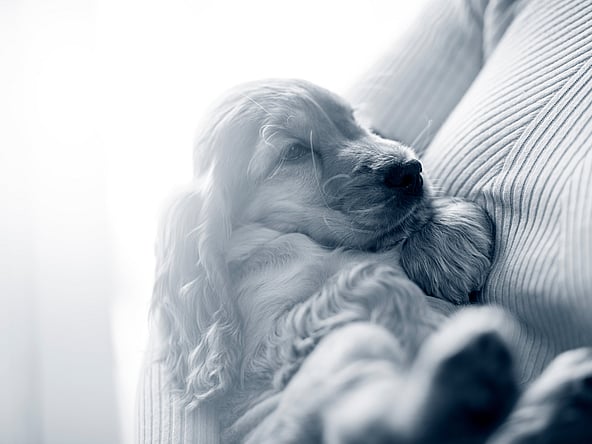 Een hond die op een bank ligt.