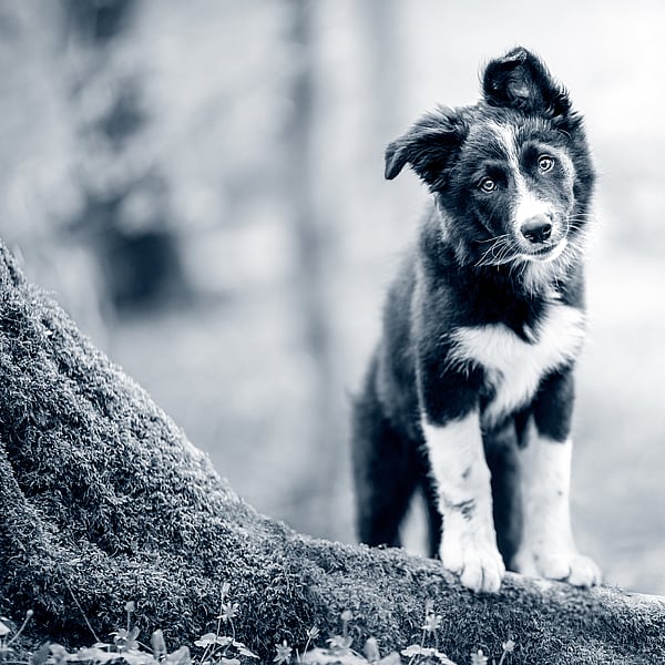 Een hond die zich op een boomstam bevindt.
