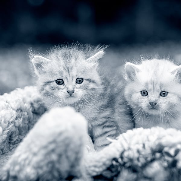 Twee katjes op een deken.