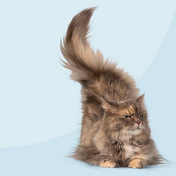 Een kat met een pluizige staart.