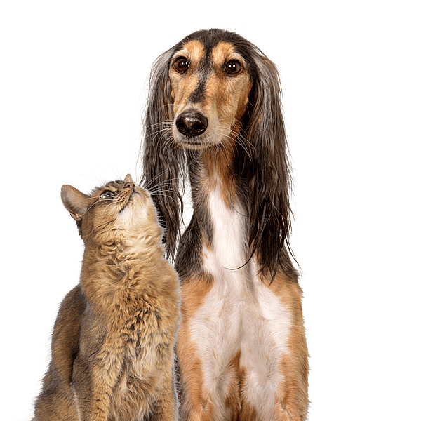 Kat & hond