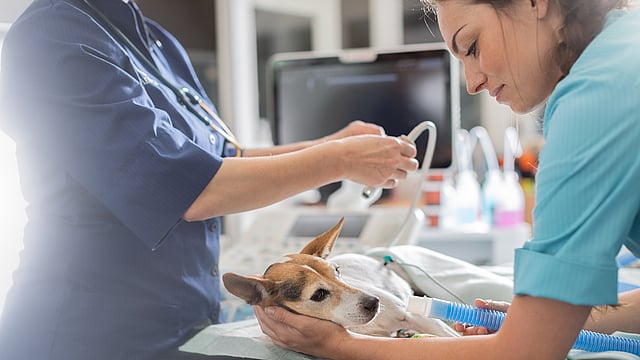 Een persoon die een hond vasthoudt.