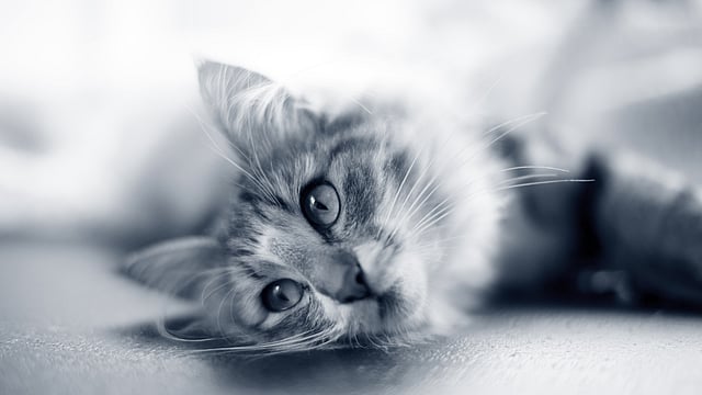 Cat waiting for his human