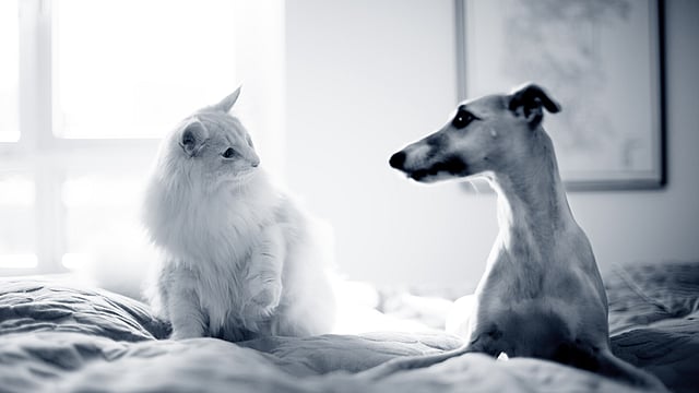 Dog and cat looking at eachother