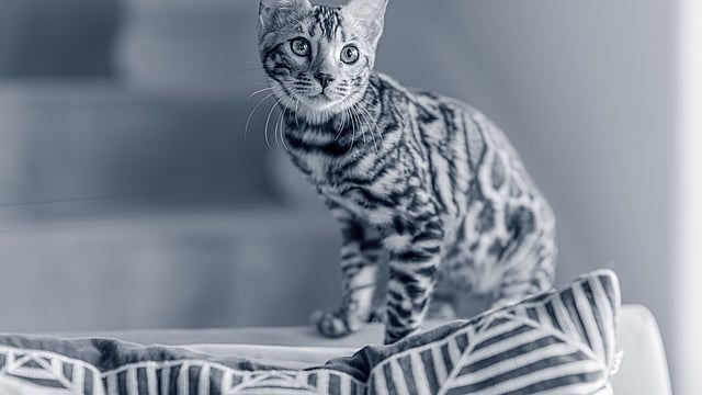 Kitten sitting on sofa