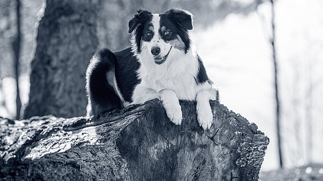 Dog laying down on log