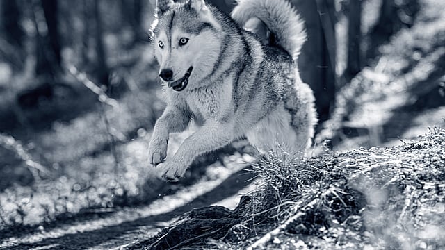 Dog running and jumping