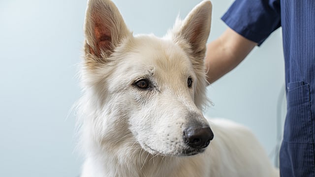 White shepherd dog at the clinic