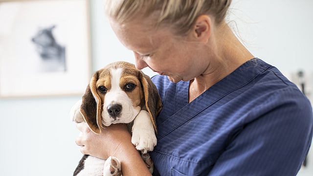 Een persoon die een hond vasthoudt.