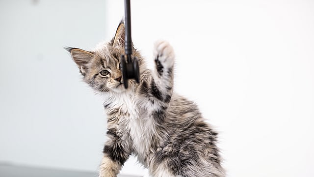 Kitten speelt