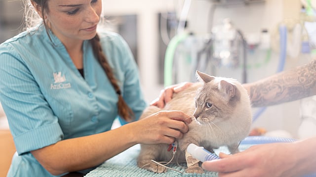 Een persoon die een kat een infuus geeft.
