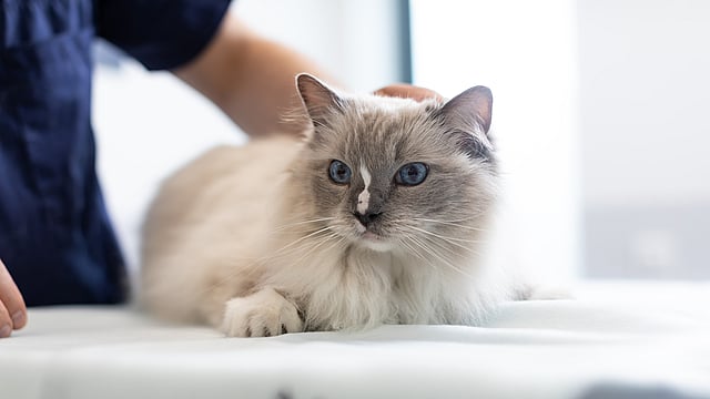 AniCura Dierenkliniek Kerkelanden
