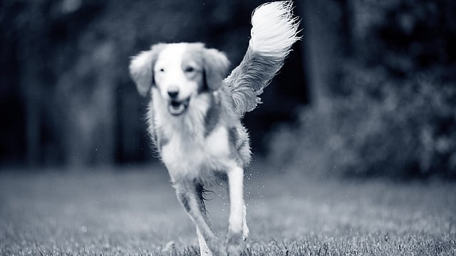 Dog running on field 1