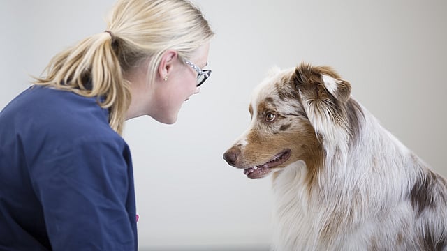 Australian Sheperd