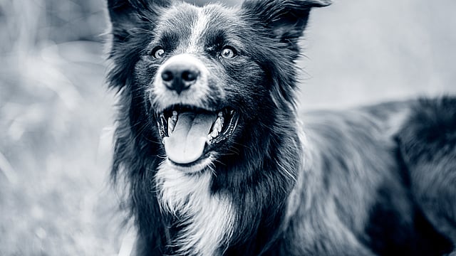 Een hond met zijn mond open.
