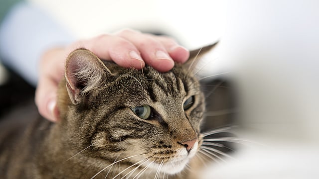 AniCura de Waard kat