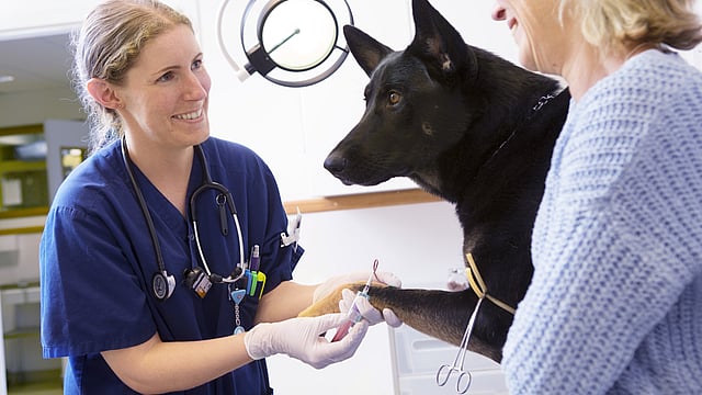 Vet, owner and dog