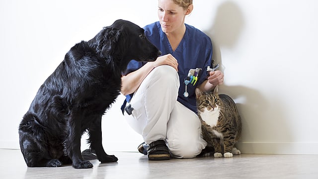 cat and dog