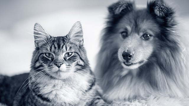 Sleeuwijk baasje met hond in de wachtkamer