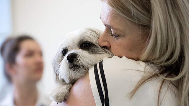 Hond bij de dierenarts in Terneuzen