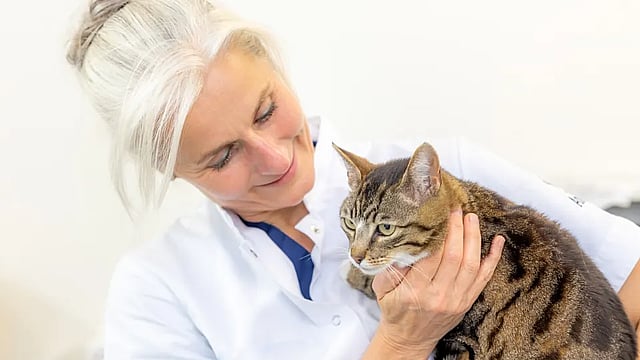 Een persoon die een kat vasthoudt.