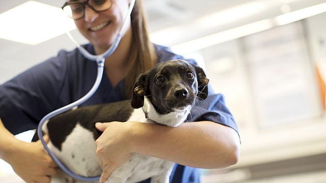 Veterinarian examining dog